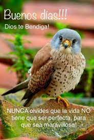 Descargar easyworship fondos animados y en español gratis. Imagenes De Buenos Dias Para Descargar Gratis Al Celular 14 Imagenesbuenosdias Net