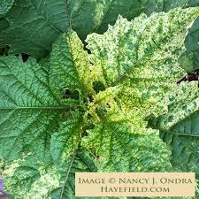 Image result for Nicandra