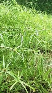 Rumput Ni Bukan Sebarang Rumput Bagus Nak Rawat Kucing Yang Sakit Keluarga