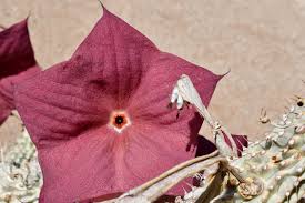 Image result for Hoodia currorii