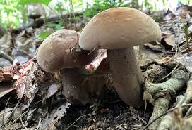 Image result for Sutorius eximius