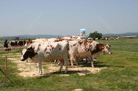 Pentru mai multe detalii apelati la numarul de telefon sau cel mai bine veniti sa vedeti motorul. R2 D2 La Coada Vacii Cum Arata Prima Ferma Din Romania In Care RoboÅ£ii Au Grija De Animale Foto