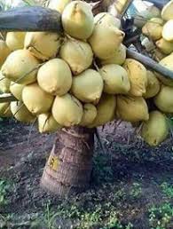 This dwarf malayan coconut is a great alternative to the much larger coconuts commonly seen. An Insight Into Dwarf Vs Tall Hybrid Coconut And Ways To Improve Yield Of Fruits Nuts In Coconut By Ramu Thampalayagowder Linkedin