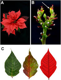 Image result for Euphorbia pulcherrima