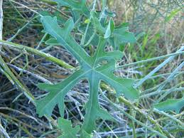 Image result for Coccinia rehmannii