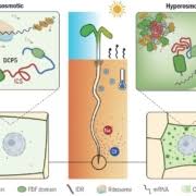 Image result for Meiosperma debile