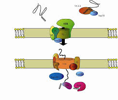 In addition, chloroplasts convert carbon dioxide into sugar, they also help in functioning in synthesizing fatty acids, amino acids, and lipids. Pdf Dual Targeting Of Glutathione Reductase To Mitochondria And Chloroplasts Semantic Scholar