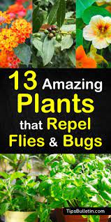 You can use mint in both forms i.e. 13 Amazing Plants That Repel Flies And Bugs