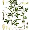 The fenugreek seeds can be used to make sprouts from seeds. 1