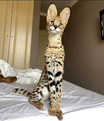 Cat guide for serval cats, keeping servals as pets, description and personality, wild cat information, domestic and wild cat behaviors, pictures of serval cats, servaline. Best 30 Savannah Cat Fun On 9gag
