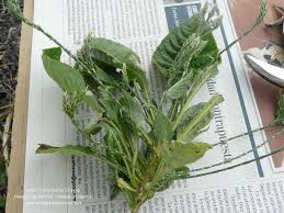 Image result for Elytraria