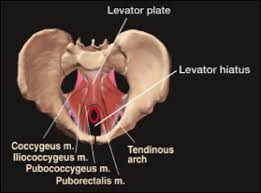 We'll look at these structures first in a male specimen. Female Pelvic Floor Anatomy The Pelvic Floor Supporting Structures And Pelvic Organs Abstract Europe Pmc