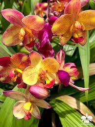 Pin On Orchideen