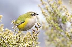 These Birds Dna May Shine Light On New Zealand S Geologic Past Kus Kusu