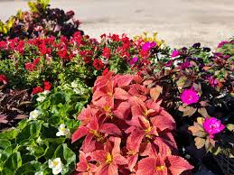 Image result for Coleus goetzenii