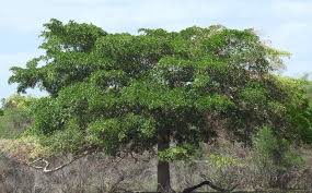 These are regarded as minor olive pests. Bucida Buceras Shady Lady Treeworld Wholesale