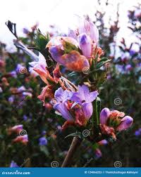 Image result for Isoglossa multinervis