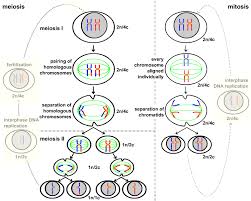 Pin On Genetica