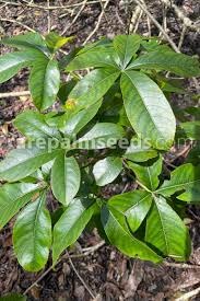 Image result for Adansonia digitata