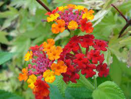 Free Images Flower Flowering Plant Flora Lantana Camara Annual Plant Verbena Family Petal Herbaceous Plant 3136x2356 Cimi 1424681 Free Stock Photos Pxhere