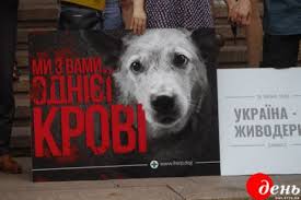 V Ukraine Vvodyat Shtrafy I Tyuremnye Sroki Za Izdevatelstvo Nad Zhivotnymi