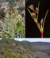 Image result for Costularia