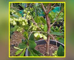 Metode budidaya tanaman buah dalam pot atau tabulampot merupakan solusi bagi orang yang ingin menanam buah tetapi tidak mempunyai lahan. Budidaya Jambu Madu Deli Dalam Pot Kampustani Com