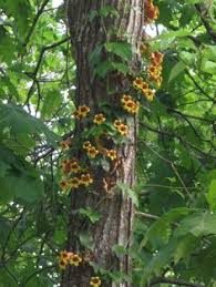 Fairchild planted these trees on a hillside on his own property in chevy chase, maryland, testing their hardiness in the washington area. 11 Tenn Native Plants Ideas Native Plants Plants Wild Flowers
