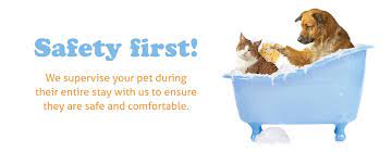 It could also be that he likes the sample treats they give him at each visit. Dog Grooming Cat Grooming Bubbles Pet Spa