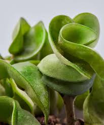 Image result for Hoya