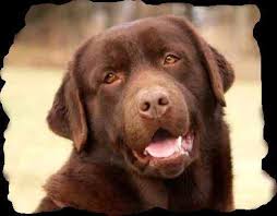 Join our community of paw lovers across the u.s. Top Quality Akc Full English Labrador Retriever Puppies Of Ch Lines For Sale In Wilmington Ohio Classified Americanlisted Com