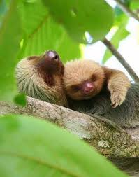Baby Sloth Taking Nap With Her Mom Vahsi Hayvanlar Hayvan Bebekler Tembel Hayvanlar