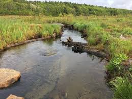 Wetlands are areas where water covers the soil, or is present either at or near the surface of the soil all year or for varying periods of time during the year, including during the growing season. Coastal Wetlands Too Valuable To Lose Noaa Fisheries