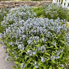 Image result for Tabernaemontana