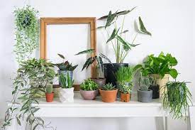 If you have a larger communal space, these are perfect. 15 Hardy Houseplants And Where To Put Them Loveproperty Com