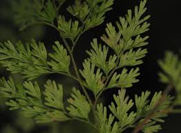 Image result for Vandenboschia