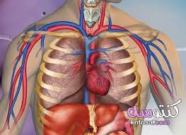 مصطلحات تشريح جسم الانسان Health Education Human Health Lessons
