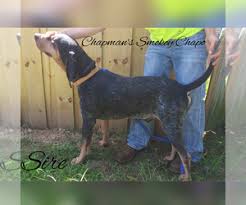 Male carbide puppy three weeks old this puppy will be ready to go in three weeks. View Ad Bluetick Coonhound Litter Of Puppies For Sale Near Texas Combine Usa Adn 137683