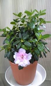 鉢植えのアザレアの葉が枯れ落ちていますがどうしてでしょうか 夜 Yahoo 知恵袋