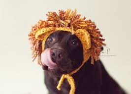 Crochet Pattern 041 Large Dog Lion Hat Halloween Hat For Etsy Dog Hat Crochet Hats Crochet Dog Hat