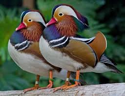 البط الماندرين اجمل صور بط الماندرين في 2014 Mandarin Duck Duck Species Pet Birds