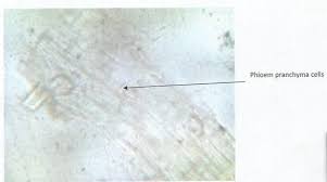 Image result for Fadogia cienkowskii