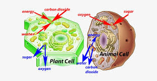 Check spelling or type a new query. Animal Cell Model Diagram Project Parts Structure Labeled Animal And Plant Cell Hd Transparent Png 600x357 Free Download On Nicepng