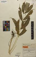 Image result for Coniogramme africana