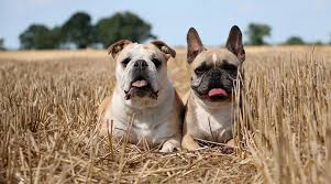 French bulldog dog breeds giving birth and playing with puppies bulldogs were very popular in the past, especially in western europe. French Bulldog Vs English Bulldog Differences And Similarities