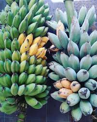 Blue java banana trees cannot be found in many places in the united states of america but are majorly found in hawaii. Canarius Food Plants Musa Pisang Awak Variegated Blue Java Pisang Awak Also Known As Namwah And Ducasse Is A Favourite Dessert Cultivar From Se Asia Now Grown Worldwide The Other