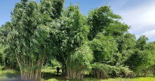 Image result for Oxytenanthera abyssinica