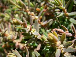 Image result for Suaeda