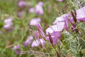 Image result for Convolvulus goyderi