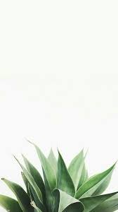 We hope you enjoy our growing collection of hd images to use as a background or home screen for your smartphone or computer. Pin By Patchanida Srina On Wallpapers Plant Wallpaper Plants Wallpaper White Wallpaper For Iphone